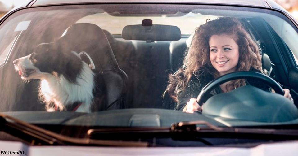 За собаку в машине британцы будут платить штраф — 5000 фунтов! Где логика? Животных тоже надо пристёгивать.