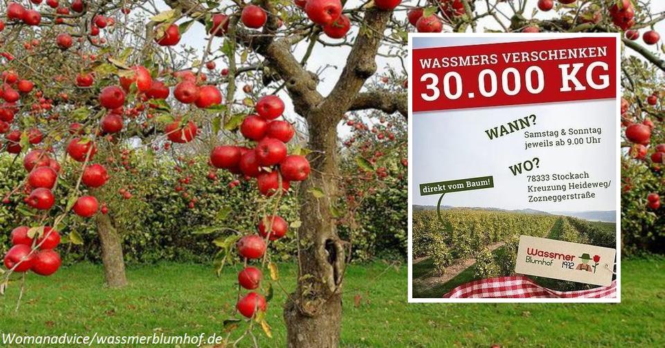 Ферма в Германии бесплатно подарила людям 30 тонн яблок. Их некому продавать! А кто-то раздавил бы бульдозером)