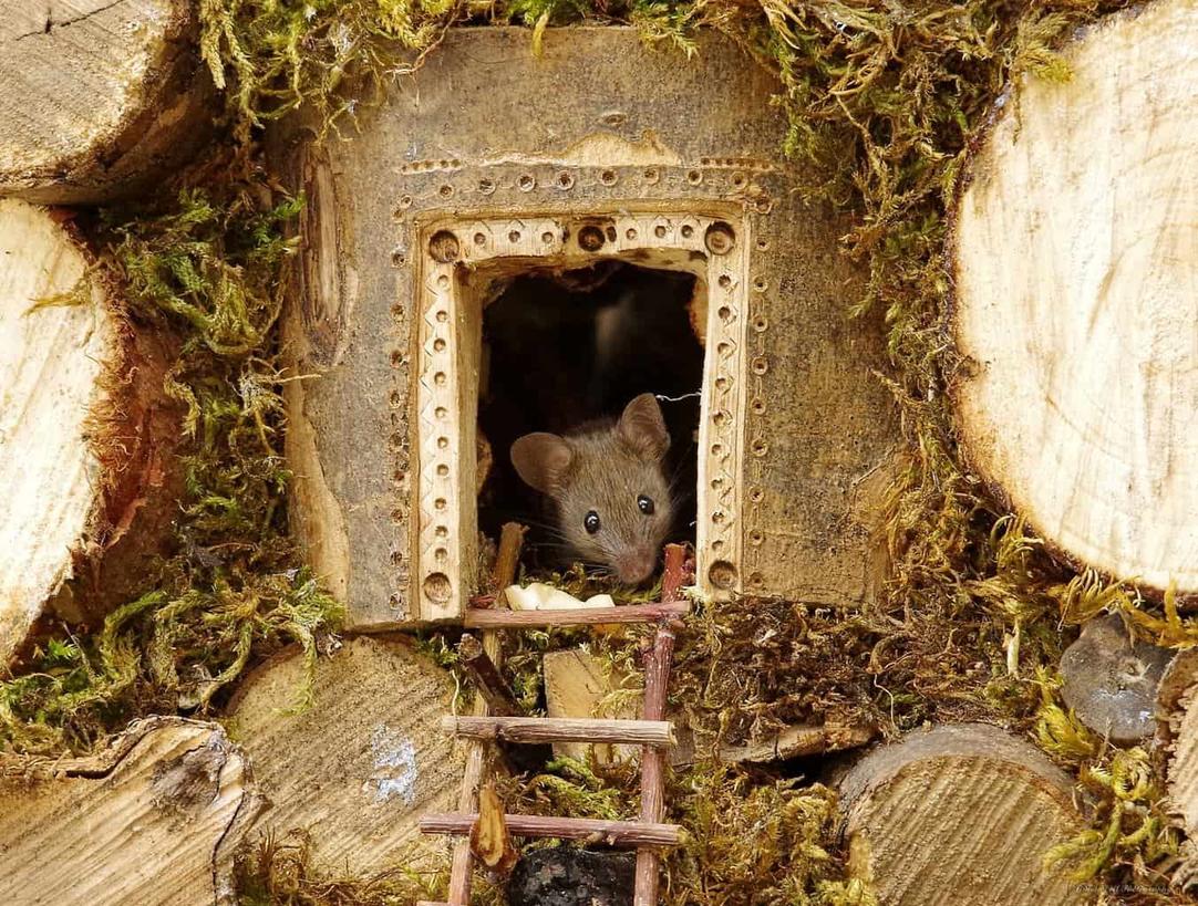 Мужик нашел в саду семью мышей. И построил им ″деревню″! Фотосессия тоже удалась!