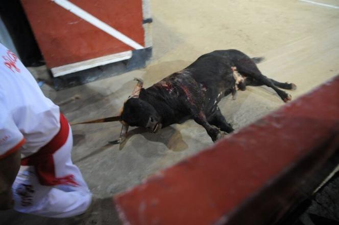 11 причин, почему бег с быками - это поистине варварское европейское развлечение Не потакайте таким жестоким ″традициям″.