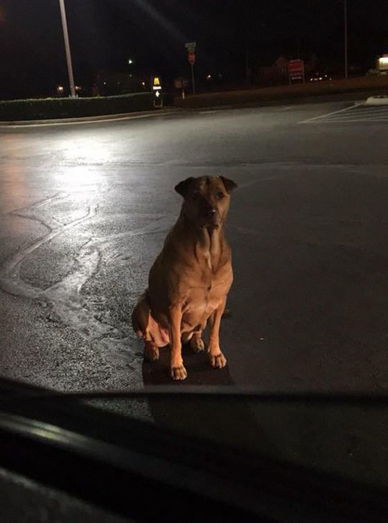 Собака притворялась бездомной, чтобы ей давали еду из McDonald’s. Вот что с ней сделала хозяйка Слава пришла неожиданно.