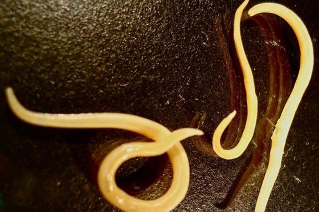 Страшные сибирские черви, погребенные в вечной мерзлоте на 42 000 лет, возвращаются к жизни Черт его знает, насколько они опасны.