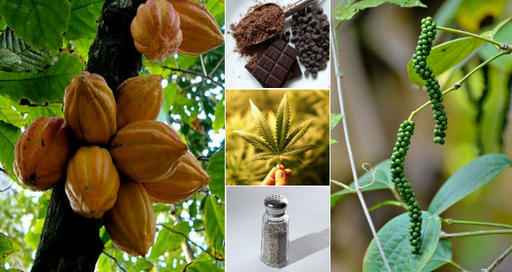 6 растений кроме конопли, в которых тоже есть каннабиноиды Их можно использовать в медицине.
