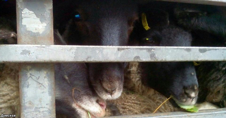 300 овец уже 2 недели умирают на таможне: бюрократам плевать Бедные животные…