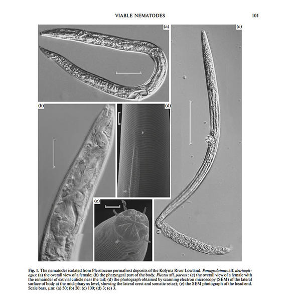 Страшные сибирские черви, погребенные в вечной мерзлоте на 42 000 лет, возвращаются к жизни Черт его знает, насколько они опасны.