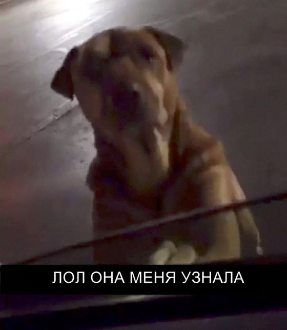 Собака притворялась бездомной, чтобы ей давали еду из McDonald’s. Вот что с ней сделала хозяйка Слава пришла неожиданно.