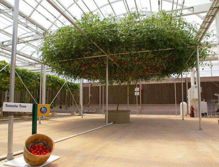 В Израиле вывели ″томатное дерево″. Урожай - огромный! Любители помидор оценят этот райский уголок!