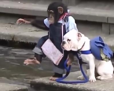 Смотрите, как собака и обезьяна форсируют реку! Это очень смешно Только посмотрите на это.