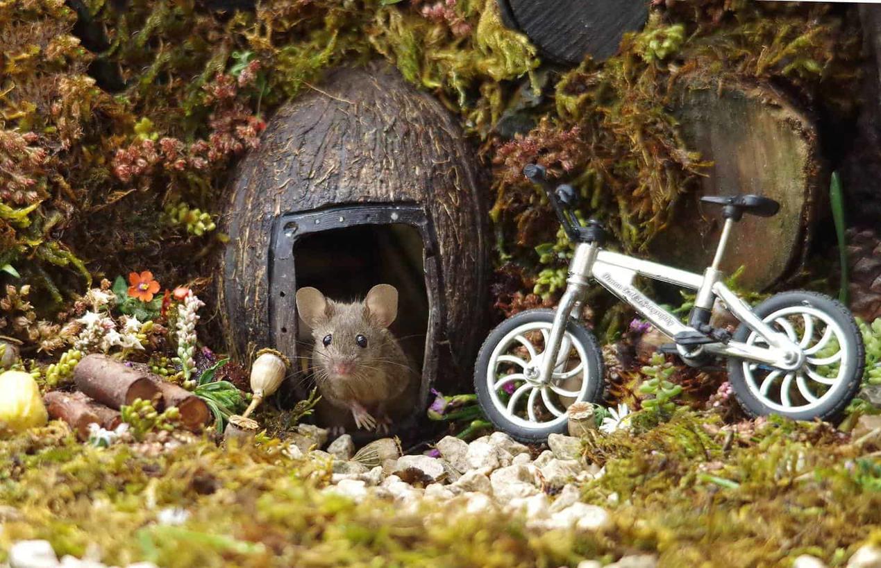 Мужик нашел в саду семью мышей. И построил им ″деревню″! Фотосессия тоже удалась!