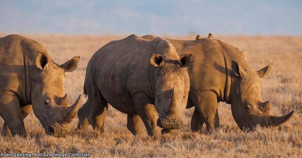 В Китае узаконили торговлю рогом носорога и костями тигра Это плохая новость для природы.