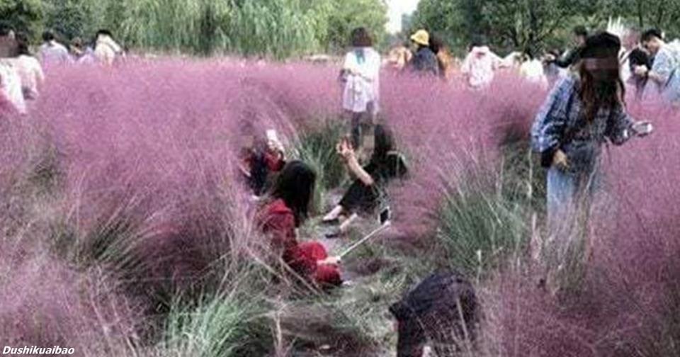 Туристы уничтожили поле розовой травы   так хотели сделать идеальное селфи Что с нами не так?