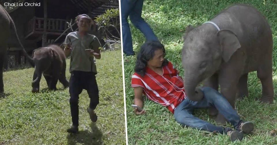 Маленький слоненок не может перестать обнимать туристов в Таиланде Самое милое создание на Земле.
