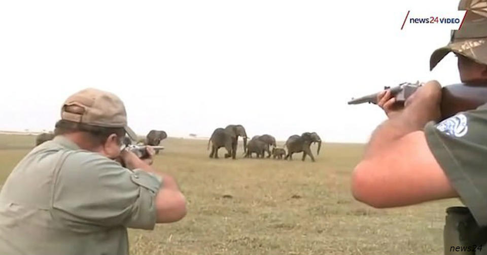 Охотники убили слона в Намибии. Но потом стадо отомстило за товарища Слонам пора охотиться на охотников!