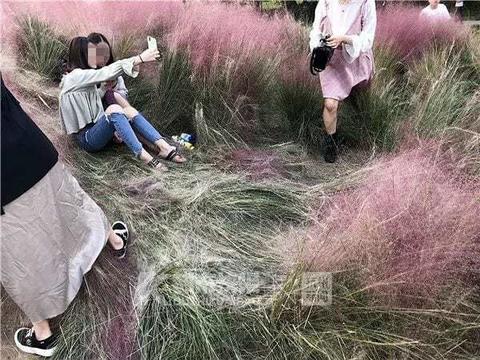 Туристы уничтожили поле розовой травы - так хотели сделать идеальное селфи Что с нами не так?