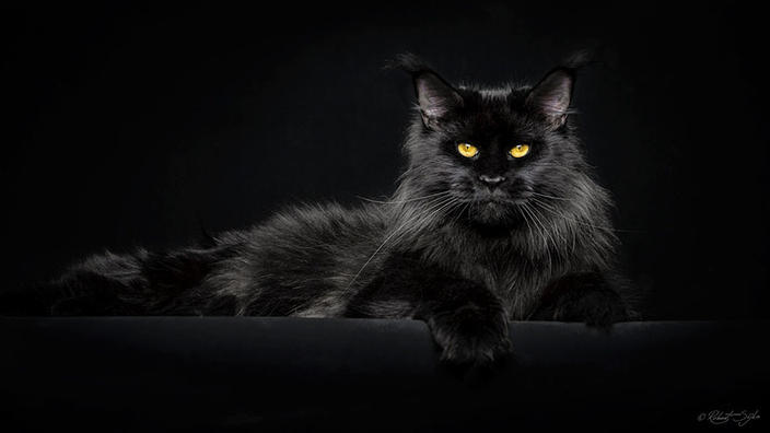 65 фото о том, почему Мейн-кун - главный Бог королевства кошек Пушистые короли!