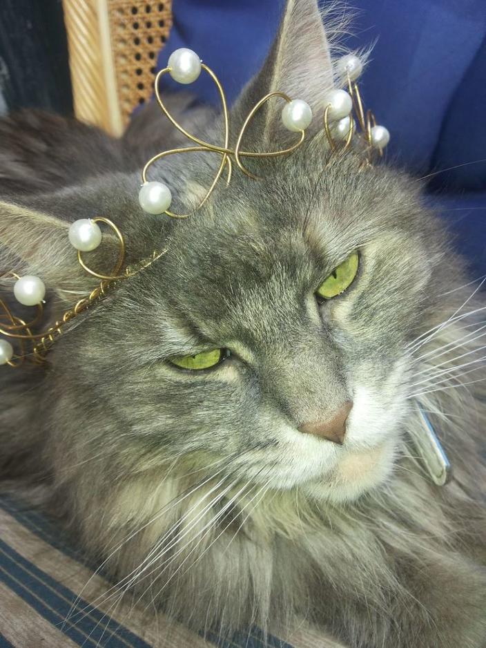65 фото о том, почему Мейн-кун - главный Бог королевства кошек Пушистые короли!