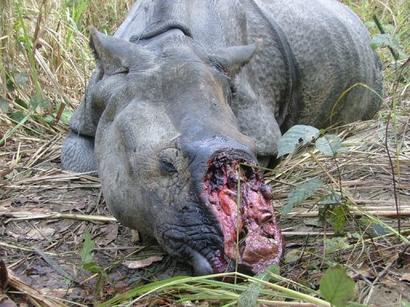 Через 20 лет не останется ни одного носорога. Они просто исчезнут! Спасите носорогов!