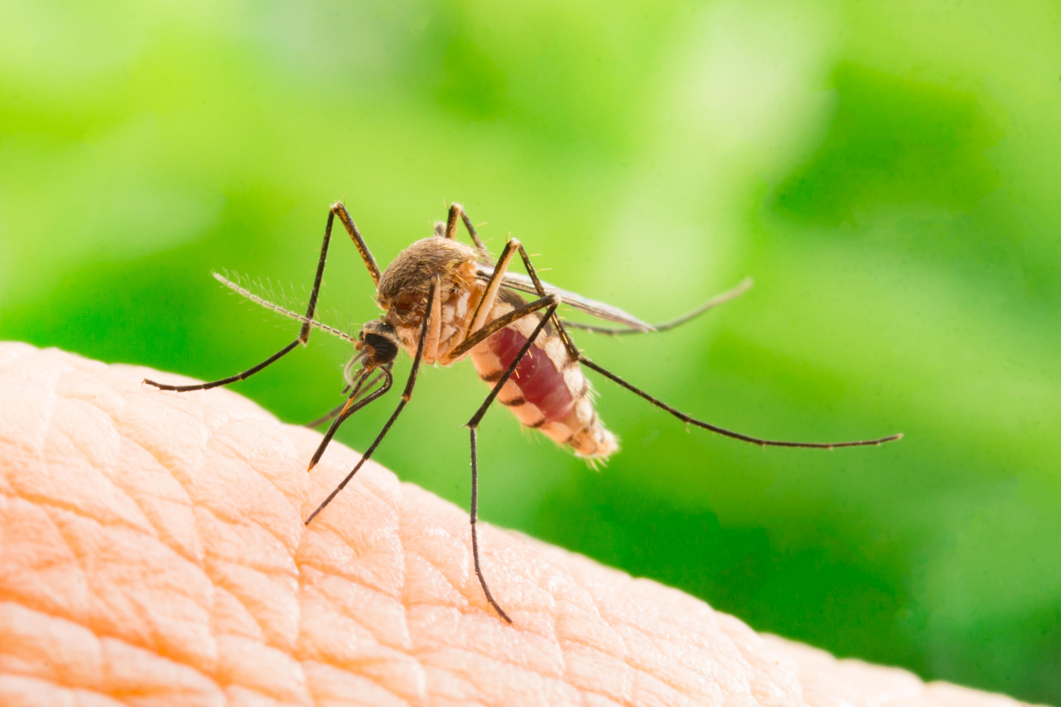 Если после укуса комара у вас набухает кожа, это может быть синдром Скитера Вот что это такое.