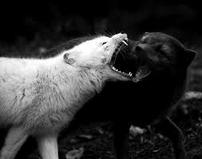Притча о 2 волках: прочитаете за минуту, запомните навсегда Каждый выбирает для себя...