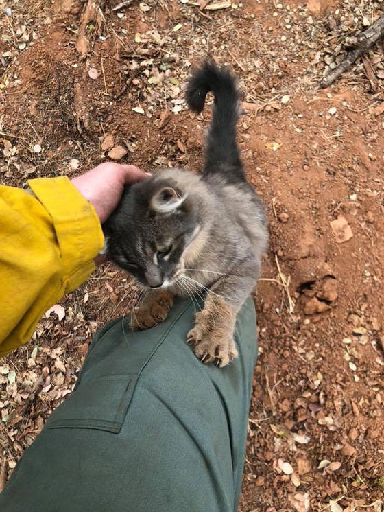 Пожарный спас кошку от лесного пожара в Калифорнии - и теперь она от него ни на шаг! Ее благодарность безгранична!