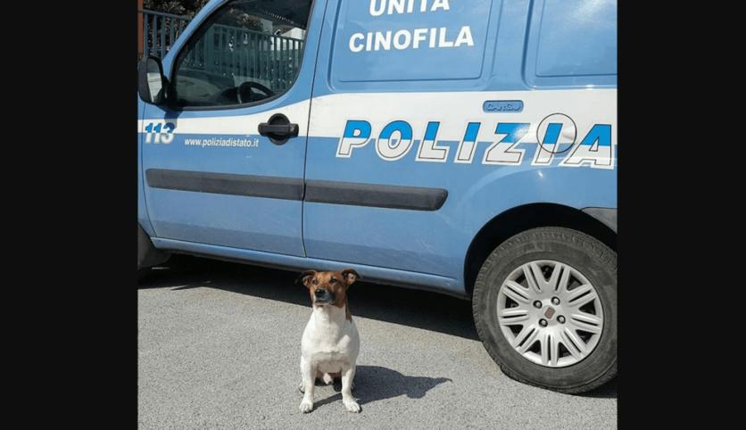 Итальянская мафия предлагает вознаграждение за голову этого пса. Вот чем он им насолил Дожить бы до пенсии.