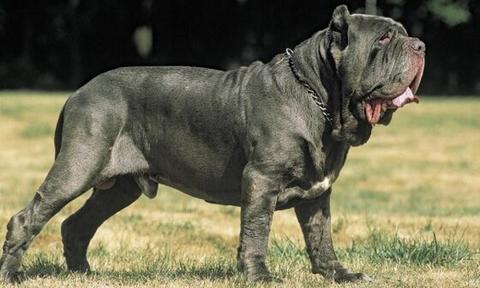 11 самых страшных пород собак, которые существуют на планете Четвероногие монстры.
