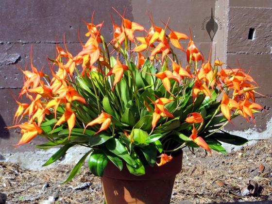 9 правил, чтобы орхидея цвела круглый год Требовательный, но прекрасный цветок.