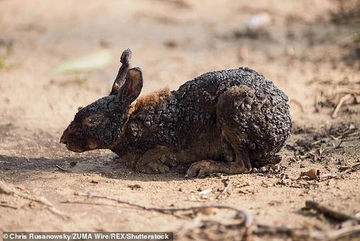 Душераздирающие фото животных, которым удалось выжить во время лесных пожаров в Калифорнии Сердце разрывается от жалости.