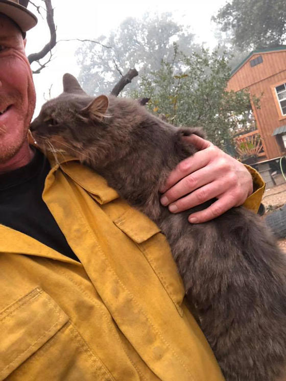 Пожарный спас кошку от лесного пожара в Калифорнии - и теперь она от него ни на шаг! Ее благодарность безгранична!
