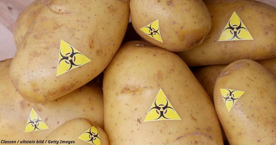 Создатель ГМО-картофеля теперь боится за здоровье человечества Не поздно ли?