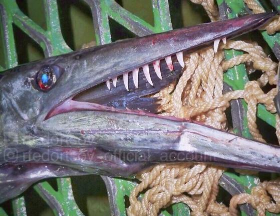Русский рыбак достает из глубины ужасных морских чудовищ. Кто-то должен его остановить Слабонервным не смотреть.