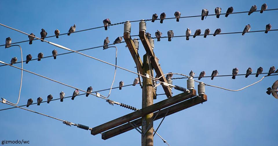 Почему птиц, которые сидят на линиях электропередач, не бьет током Удивительно!