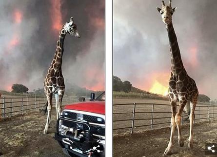 Душераздирающие фото животных, которым удалось выжить во время лесных пожаров в Калифорнии Сердце разрывается от жалости.