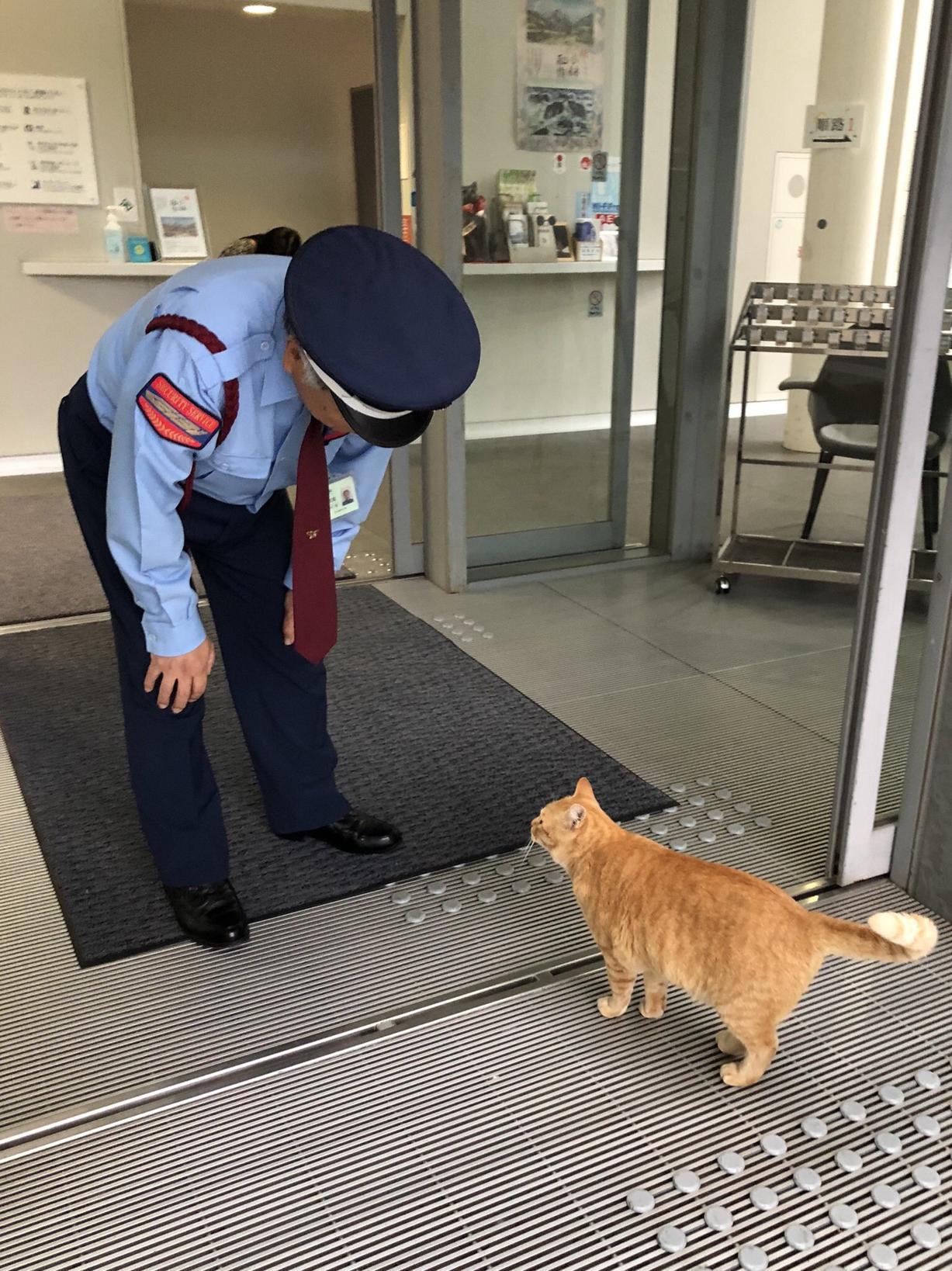 2 кота в Японии уже 2 года пытаются зайти в музей, но им мешает охранник. За «войной» следят тысячи людей Это интереснее сериалов!