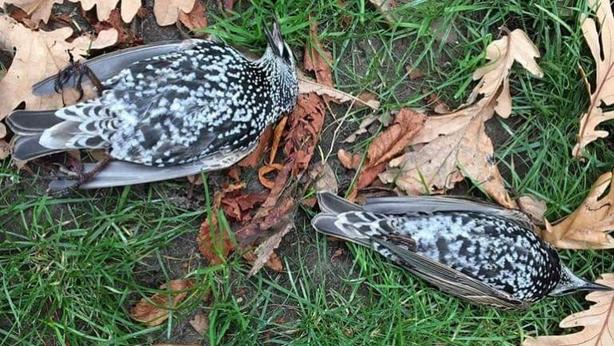 В Голландии тестировали 5G - сотни птиц погибли сразу же! Что это было? Высокие технологии против природы.