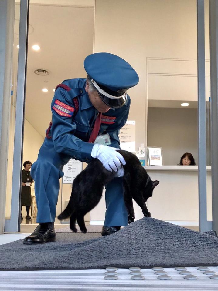 2 кота в Японии уже 2 года пытаются зайти в музей, но им мешает охранник. За «войной» следят тысячи людей Это интереснее сериалов!