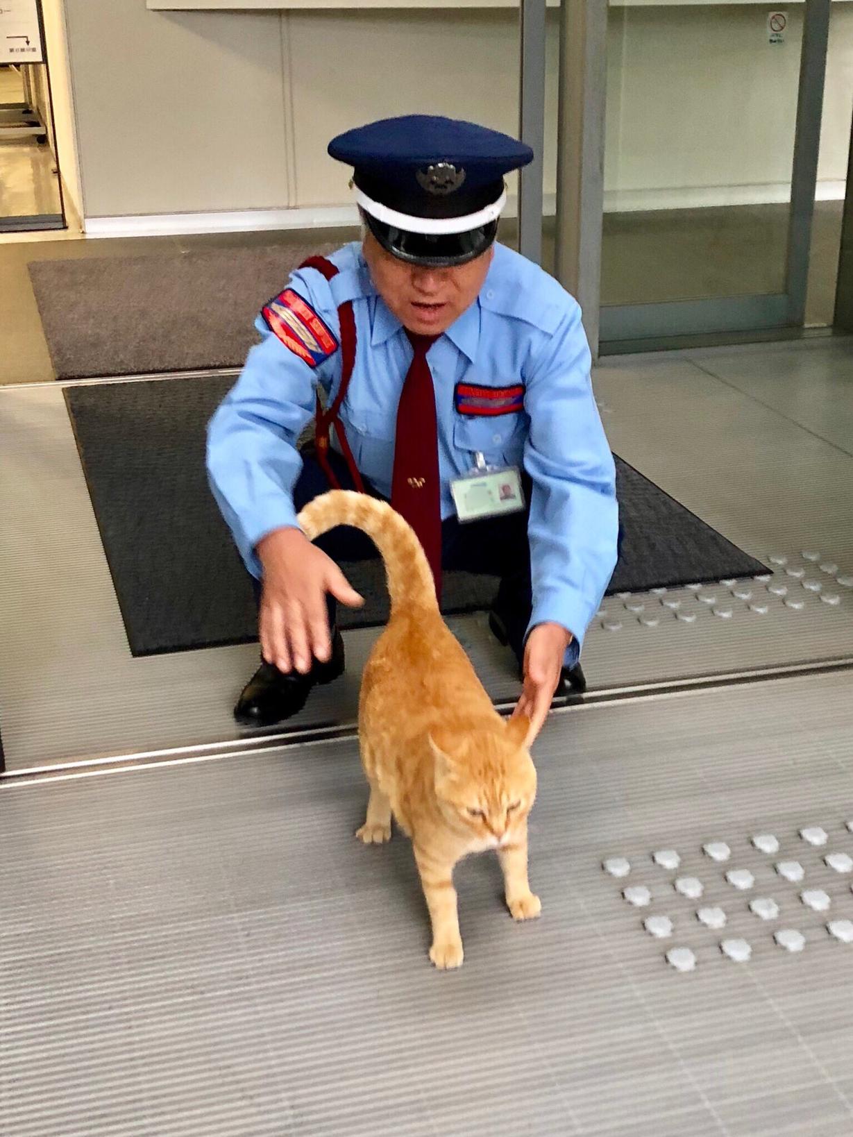 2 кота в Японии уже 2 года пытаются зайти в музей, но им мешает охранник. За «войной» следят тысячи людей Это интереснее сериалов!