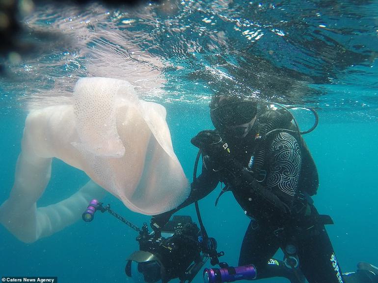 Дайверы нашли под водой странных гигантских ″морских червей″. Вот что это такое Удивительная природа!