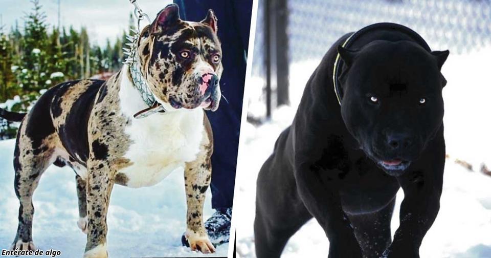 11 самых страшных пород собак, которые существуют на планете Четвероногие монстры.