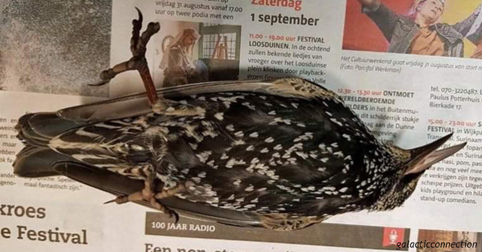 В Голландии тестировали 5G   сотни птиц погибли сразу же! Что это было? Высокие технологии против природы.