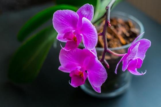 9 правил, чтобы орхидея цвела круглый год Требовательный, но прекрасный цветок.