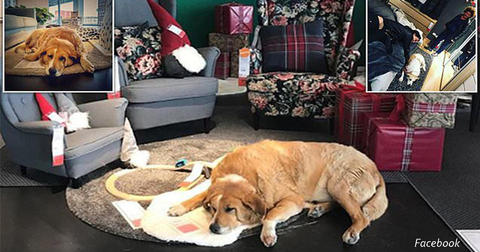 IKEA открыла свои двери для бродячих собак: они могут спать в тепле и на ковриках Как мило!