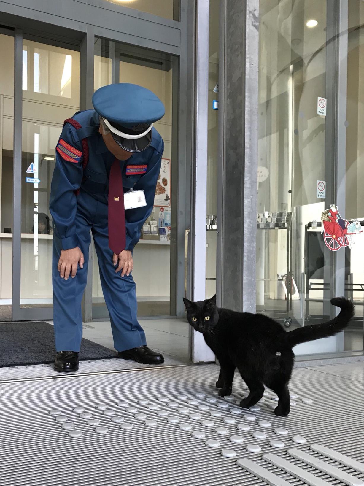 2 кота в Японии уже 2 года пытаются зайти в музей, но им мешает охранник. За «войной» следят тысячи людей Это интереснее сериалов!