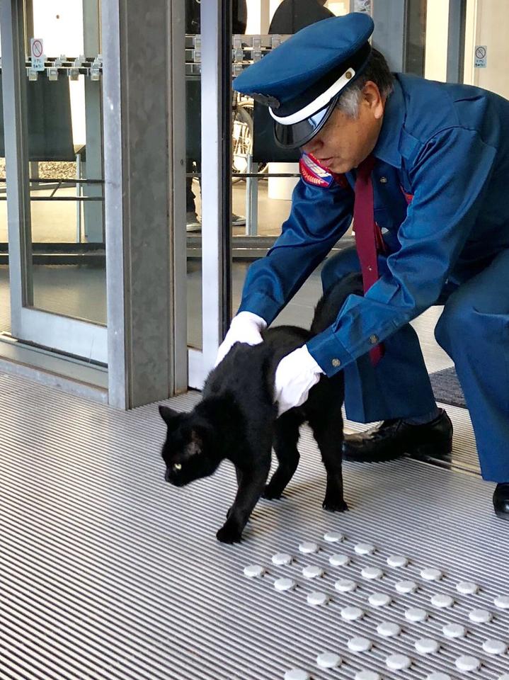 2 кота в Японии уже 2 года пытаются зайти в музей, но им мешает охранник. За «войной» следят тысячи людей Это интереснее сериалов!