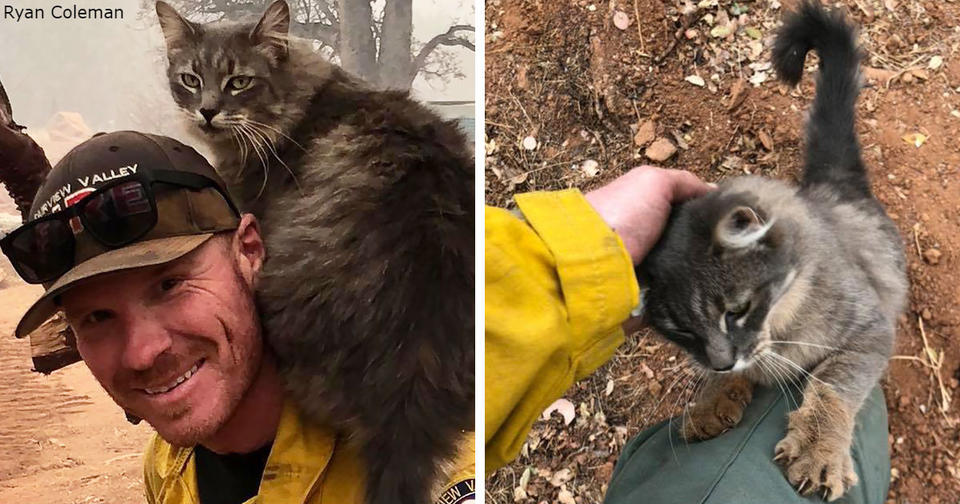 Пожарный спас кошку от лесного пожара в Калифорнии   и теперь она от него ни на шаг! Ее благодарность безгранична!