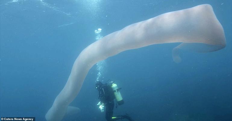 Дайверы нашли под водой странных гигантских ″морских червей″. Вот что это такое Удивительная природа!