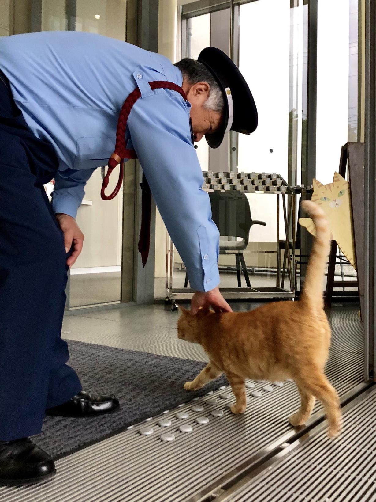 2 кота в Японии уже 2 года пытаются зайти в музей, но им мешает охранник. За «войной» следят тысячи людей Это интереснее сериалов!