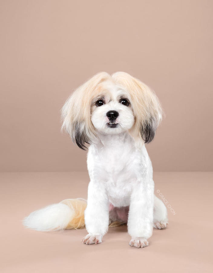 7 собак, которым повезло попасть к японскому парикмахеру Полностью преобразились!