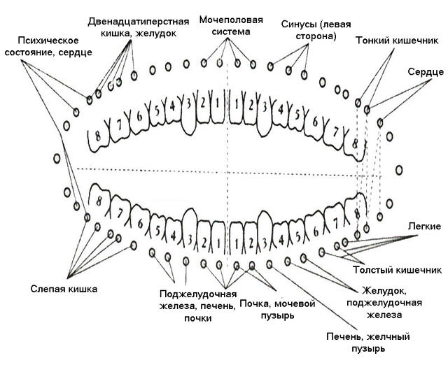 Как зубы связаны с поведением и здоровьем: древняя китайская ″карта″ Очень полезная информация!