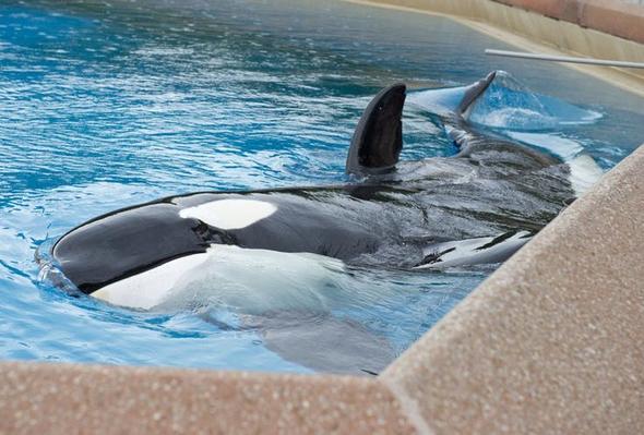 Канада запретила поимку дельфинов и китов - даже для дельфинариев Хватит издеваться над китообразными!
